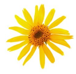 arnica dans Levicose pour les varices